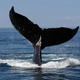 Whale Watching near Laguna Beach