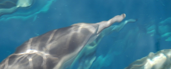 DolphinBlogHeader2