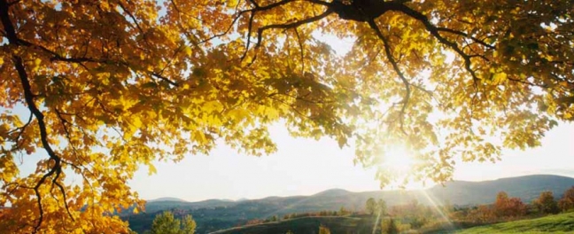 Autumn Leaves