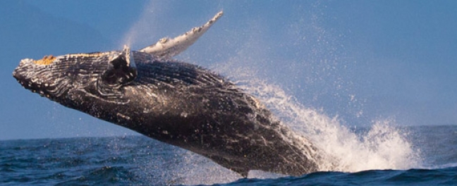 Whale Watching Banner
