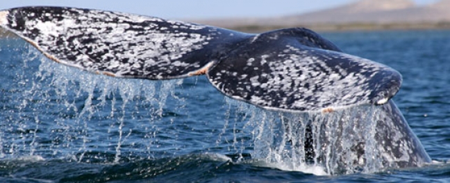 Whalewatching
