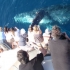 AAAAWhales